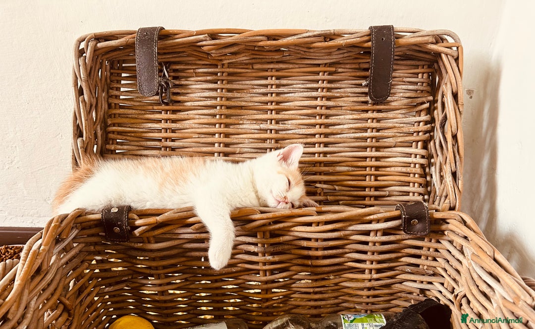 British gatti in vendita: 🐾 Cuccioli British Shorthair 🐾  a Provincia di Padova - Immagine 3
