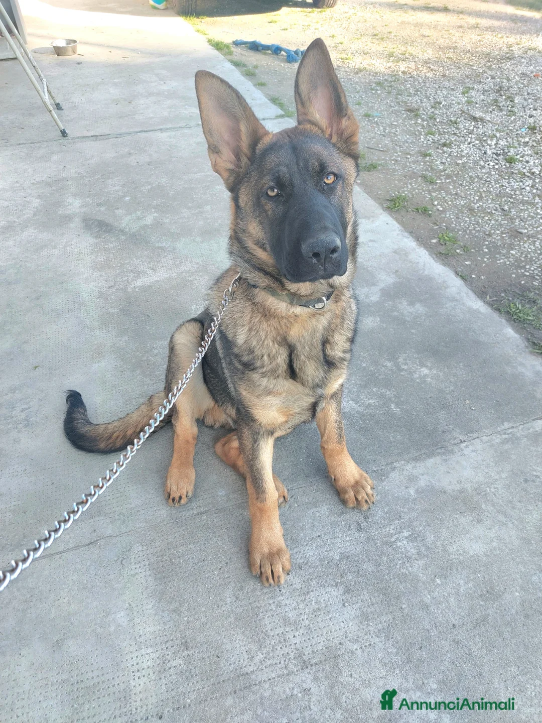 Pastore Tedesco cani in vendita: Pastore Tedesco Grigione - Annuncio 11