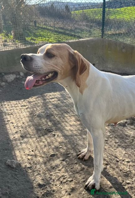 Pointer cani AMANDA dolcissima! a Città Metropolitana di Torino - Annuncio 2