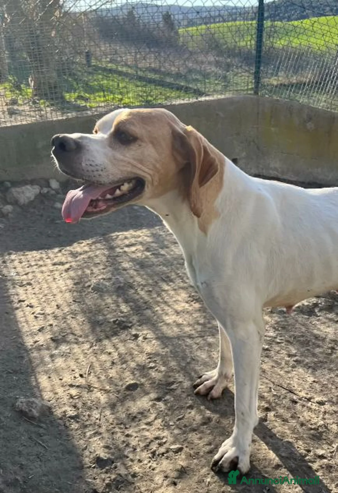Pointer cani in regalo: AMANDA dolcissima! a Città Metropolitana di Torino - Annuncio 1