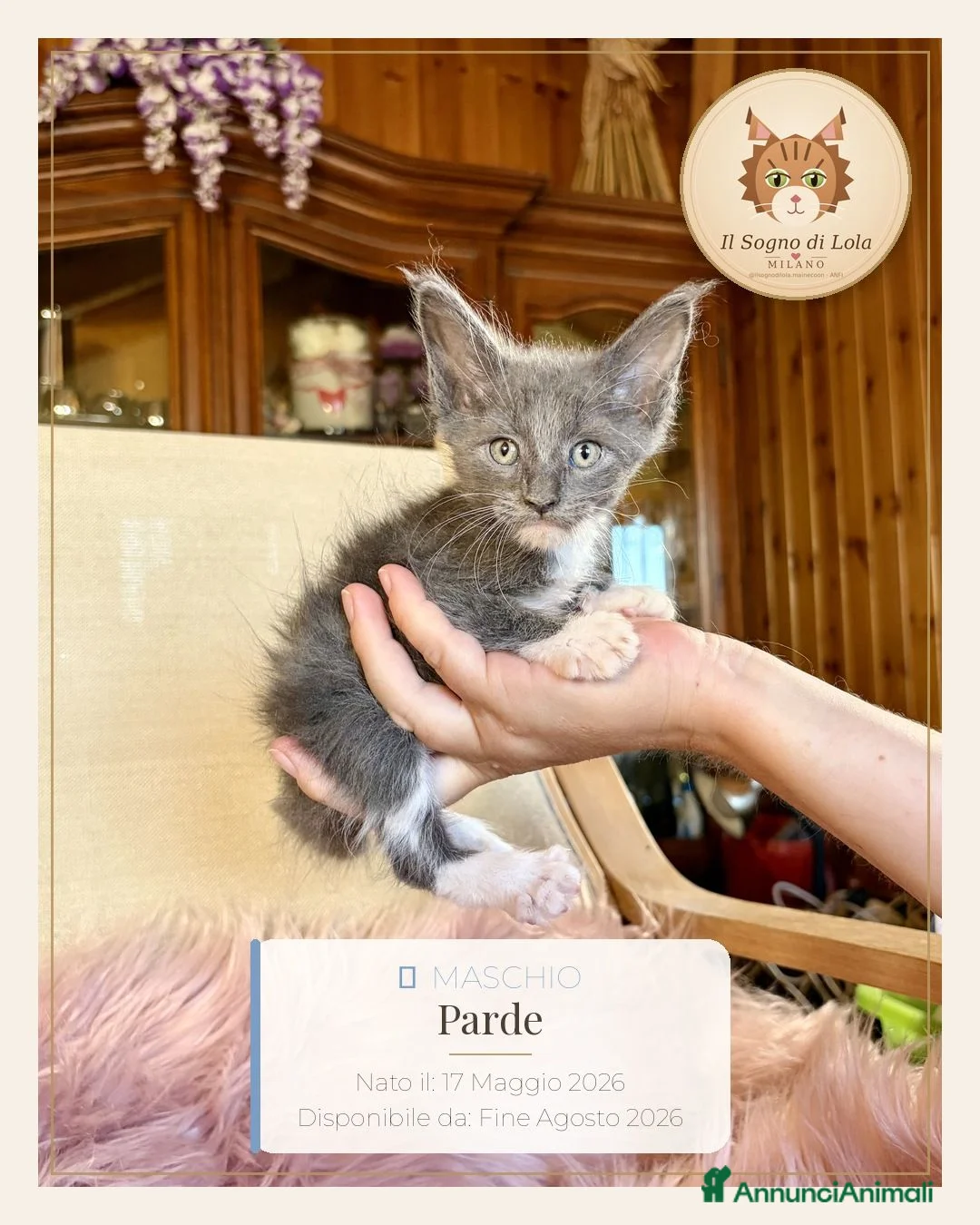 Maine Coon gatti in vendita: Cuccioli Maine Coon ANFI – Il Sogno di Lola - Annuncio 7