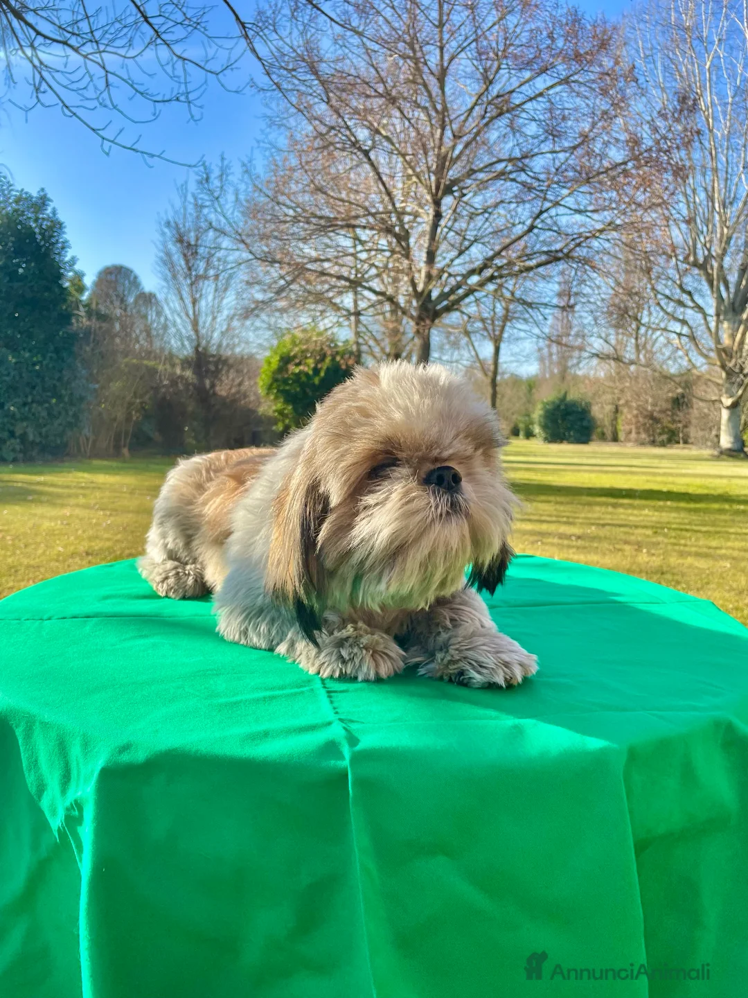 Shih Tzu cani in regalo: Cucciolone maschio shihtzu - rimborso spese a Città metropolitana di Milano - Annuncio 2