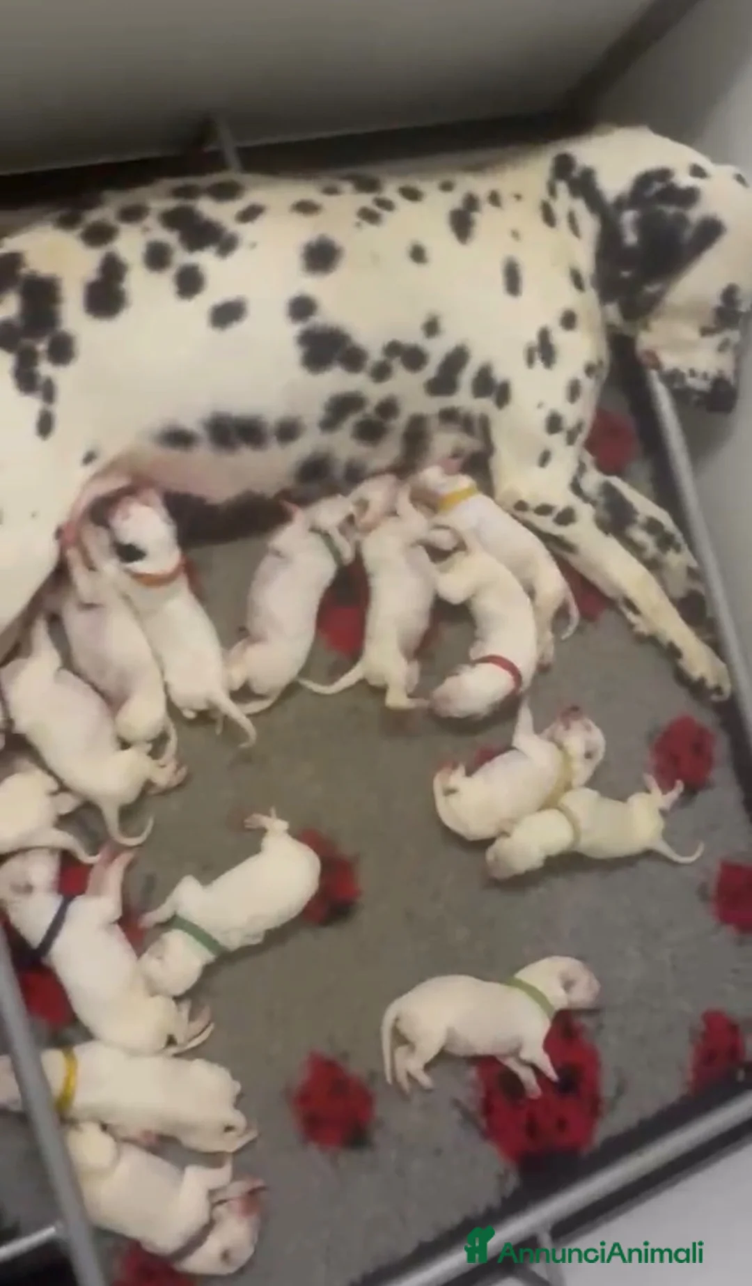 Dalmata cani in vendita: Dalmata  - Annuncio 1