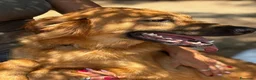 Meticcio cani in regalo: 9 mesi, molto bella e intelligente  - Annuncio 5