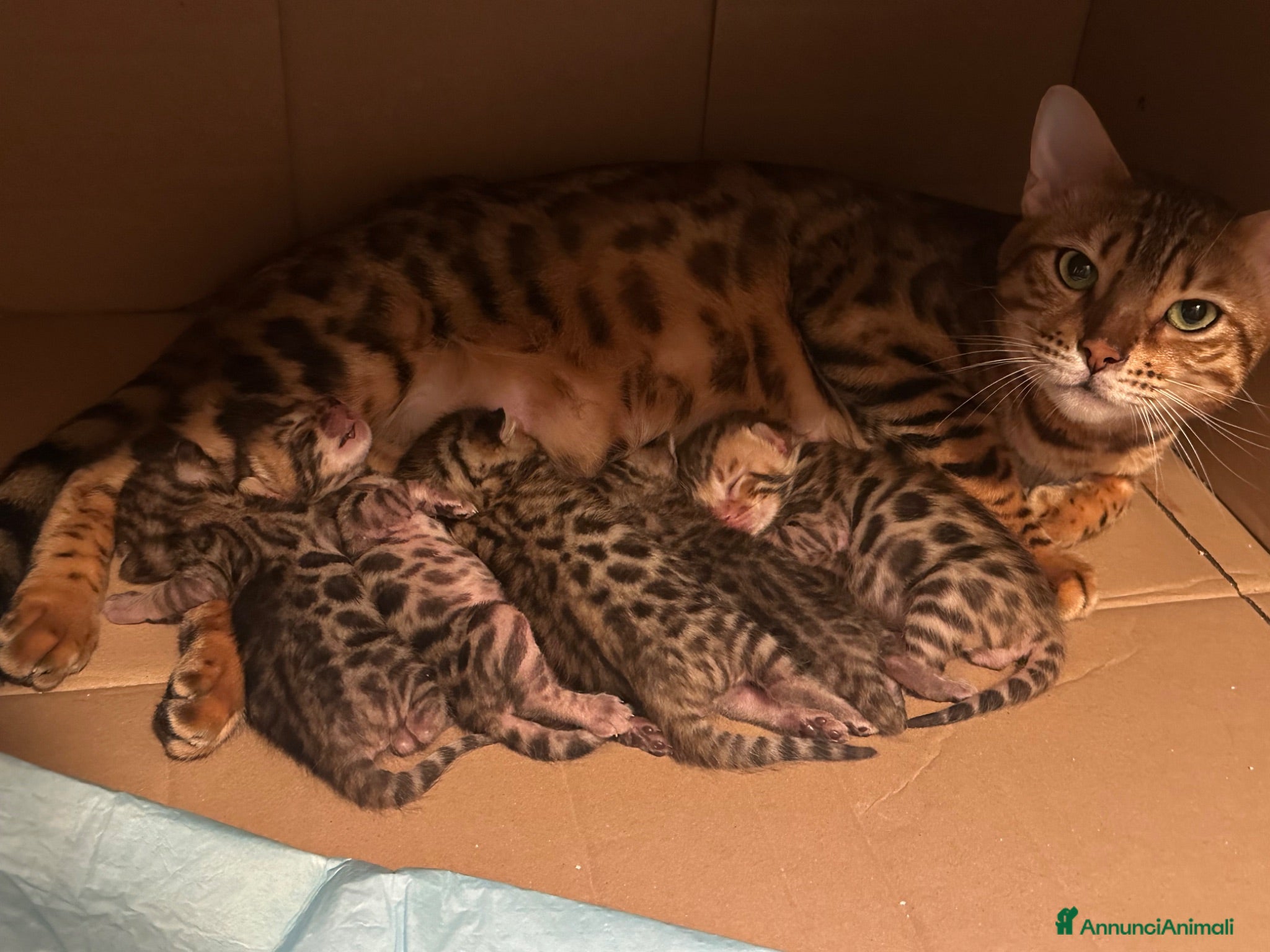 Bengala gatti Cuccioli di bengala  - Annuncio 3
