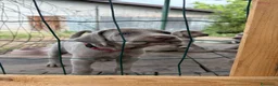 Weimaraner cani in vendita: Cucciolata di 6 Weimaraner  - Annuncio 3