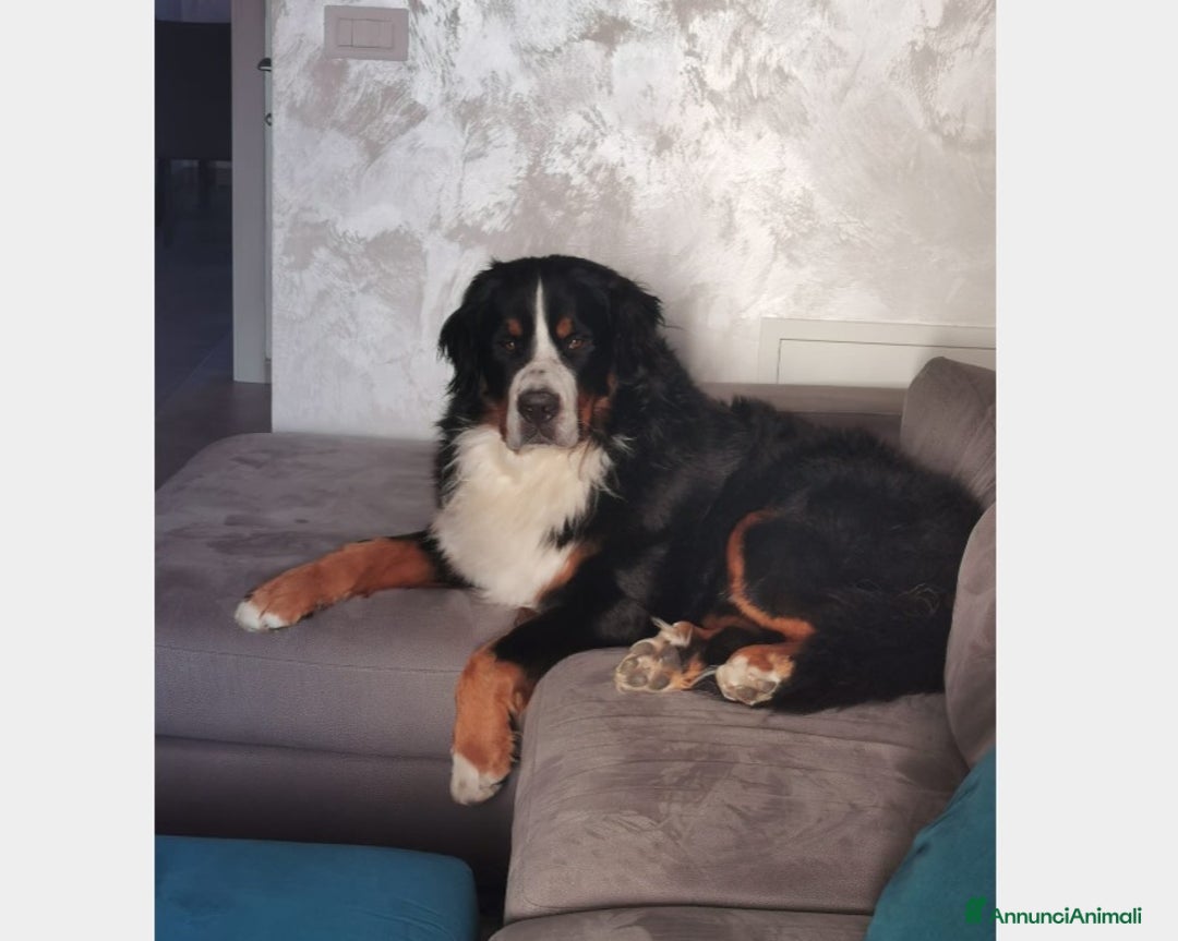 Bovaro del Bernese cani per accoppiamento: BOVARO DEL BERNESE CERCA FIDANZATA a Città Metropolitana di Torino - Immagine 5