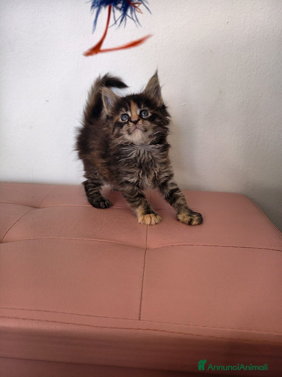 Maine Coon gatti in vendita: Cucciola Maine coon  - Annuncio 4