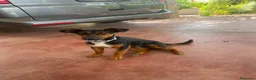 Meticcio cani in regalo: 2maschietti 1anno kg5 ADOZIONE IN COPPIA SOS NUORO - Annuncio 7