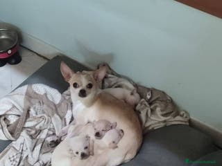 Chihuahua cani Chihuahua maschio ultimo rimasto CAMPANIA - Annuncio 2