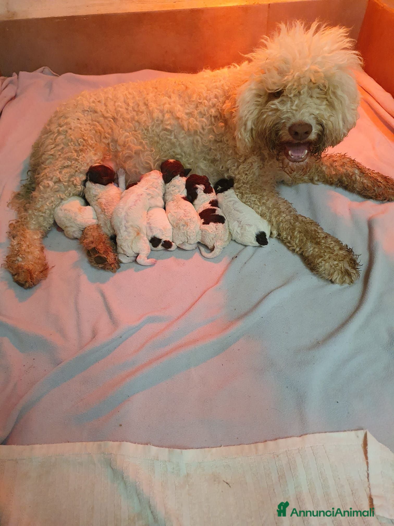 Lagotto cani Cuccioli di Lagotto romagnolo con pedigree  - Annuncio 1