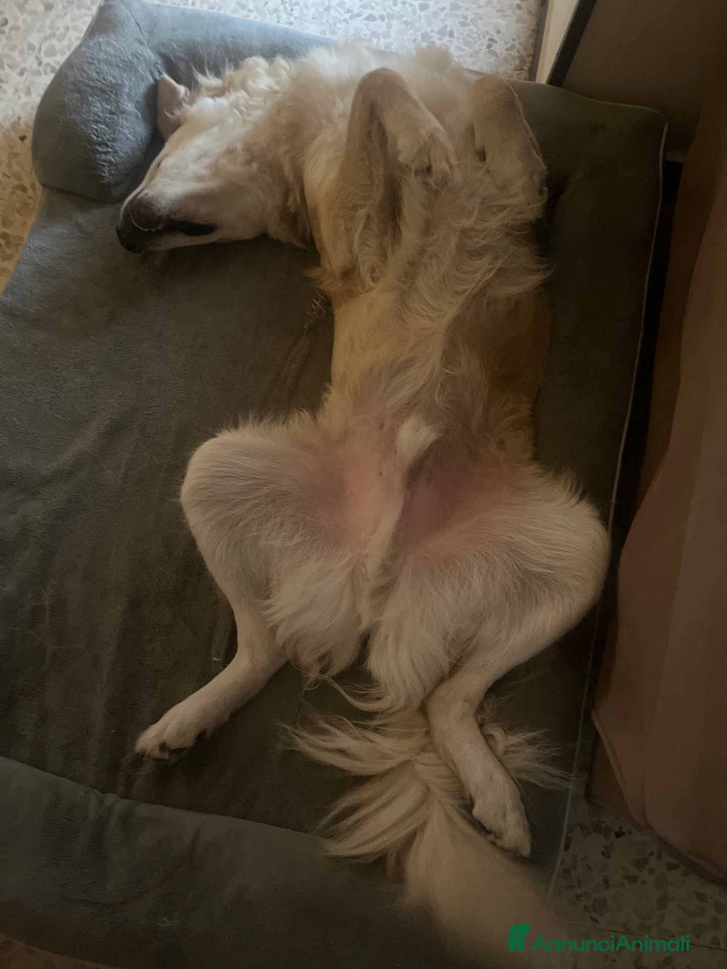 Meticcio cani Rain cerca casa per sempre  - Annuncio 34