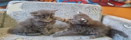 Maine Coon gatti in vendita: Maine coon cuccioli - Annuncio 2
