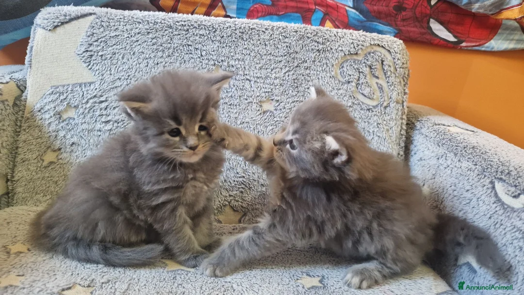Maine Coon gatti in vendita: Maine coon cuccioli - Annuncio 2