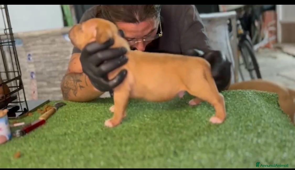 Pitbull cani Cuccioli pitbull ukc  - Annuncio 2
