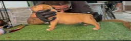 Pitbull cani in vendita: Cuccioli pitbull ukc  - Annuncio 2