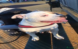 American Bully cani per accoppiamento: Cane da monta  a Città Metropolitana di Torino - Immagine 7