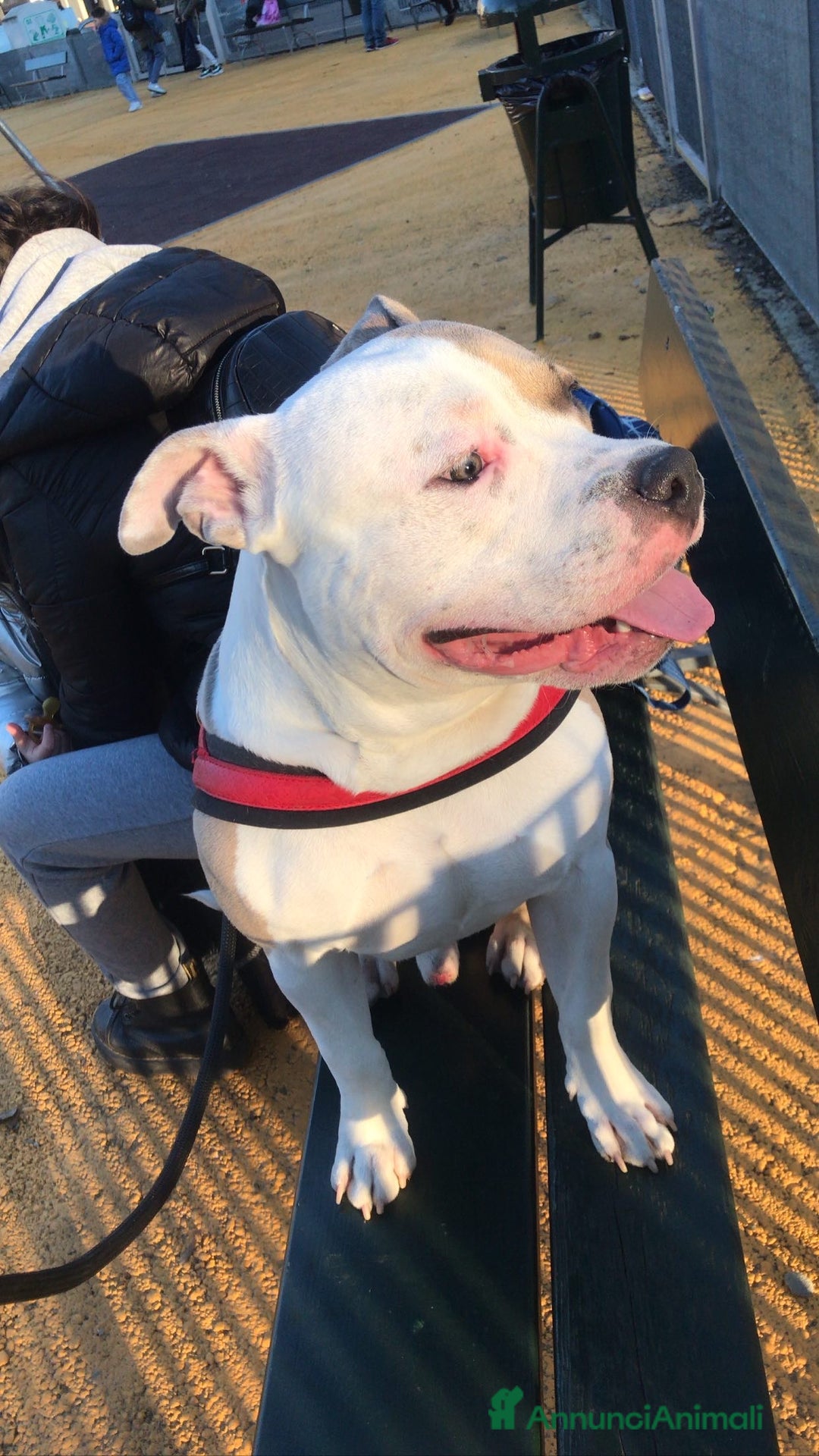 American Bully cani per accoppiamento: Cane da monta  a Città Metropolitana di Torino - Immagine 7