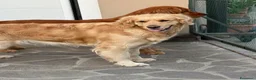 Golden Retriever cani in vendita: Cuccioli golden retriever  - Annuncio 4