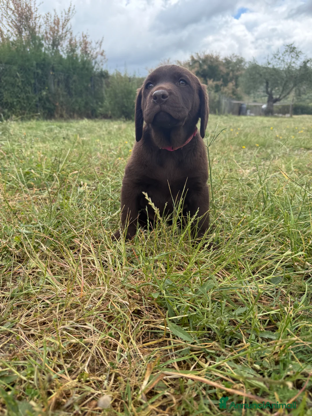 Labrador cani in vendita: Cuccioli Labrador Retriver  - Annuncio 13