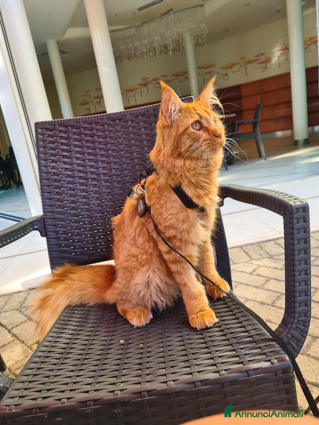 Maine Coon gatti in vendita: Vendo meine coon  a Provincia autonoma di Bolzano - Alto Adige - Annuncio 1