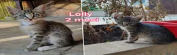 Altre razze gatti in regalo: GATTINI IN CERCA D'AMORE  a Città Metropolitana di Bologna - Annuncio 2