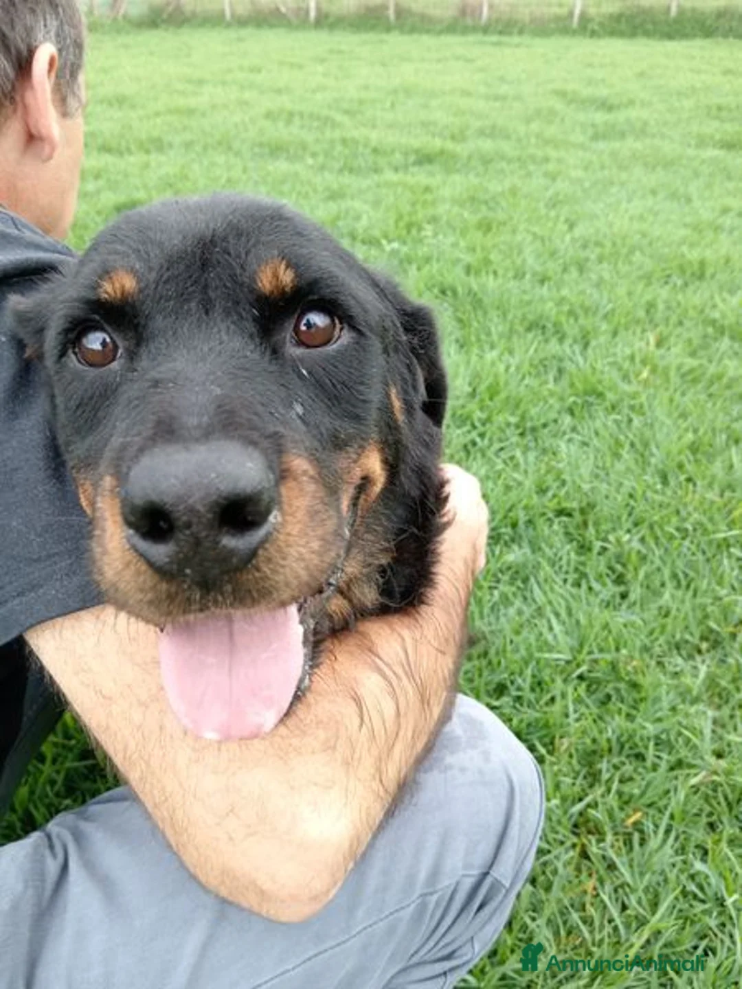 Rottweiler cani in regalo: AMBETA, una rottweiler per amica a Provincia di Latina - Annuncio 7