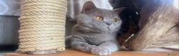 British gatti per accoppiamento: SPLENDIDO BRITISH PER ACCOPPIAMENTO  - Annuncio 1