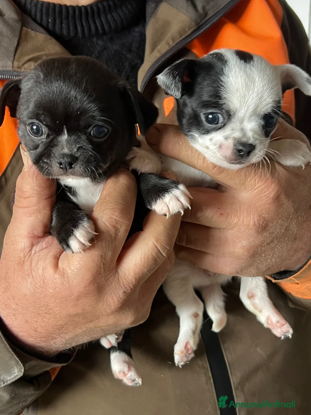 Chihuahua cani in vendita: Chihuahua  - Annuncio 5