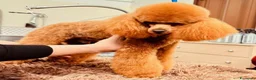 Barboncino Toy cani in vendita: Cuccioli di barboncino Toy Red - Annuncio 4