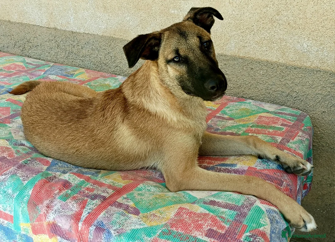 Meticcio cani in regalo: Hansel 8 mesi taglia media  - Annuncio 2