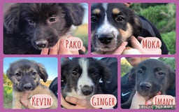 Altre razze cani in regalo: Cuccioli di 3 mesi cercano adozione urgente  a Provincia di Parma - Immagine 1