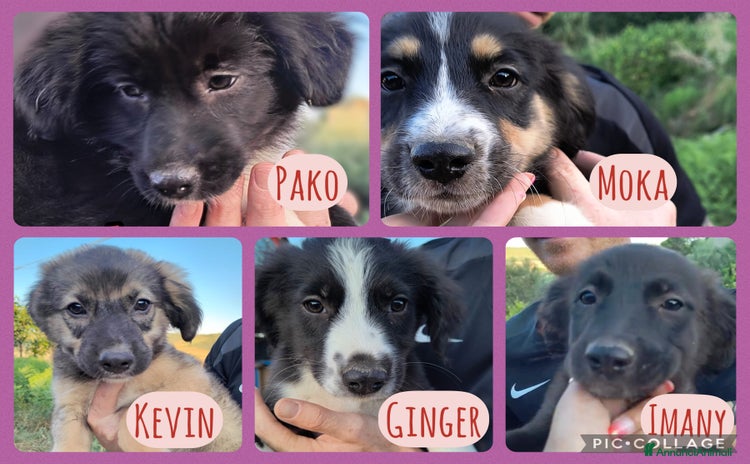 Altre razze cani a Provincia di Parma - Annuncio 1