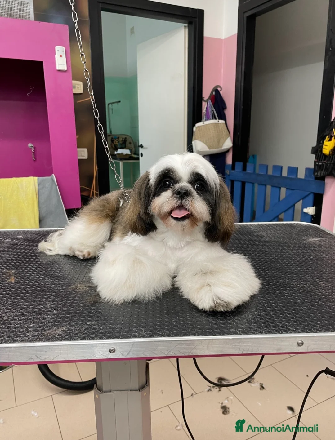 Shih Tzu cani in vendita: Cuccioli di shihtzu  - Annuncio 8