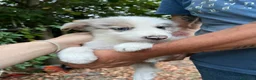 Australian Shepherd cani in vendita: Cuccioli pastore australiano  - Annuncio 13