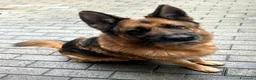 Pastore Tedesco cani in regalo: IBRA BELLISSIMO PASTORE TEDESCO - Annuncio 4