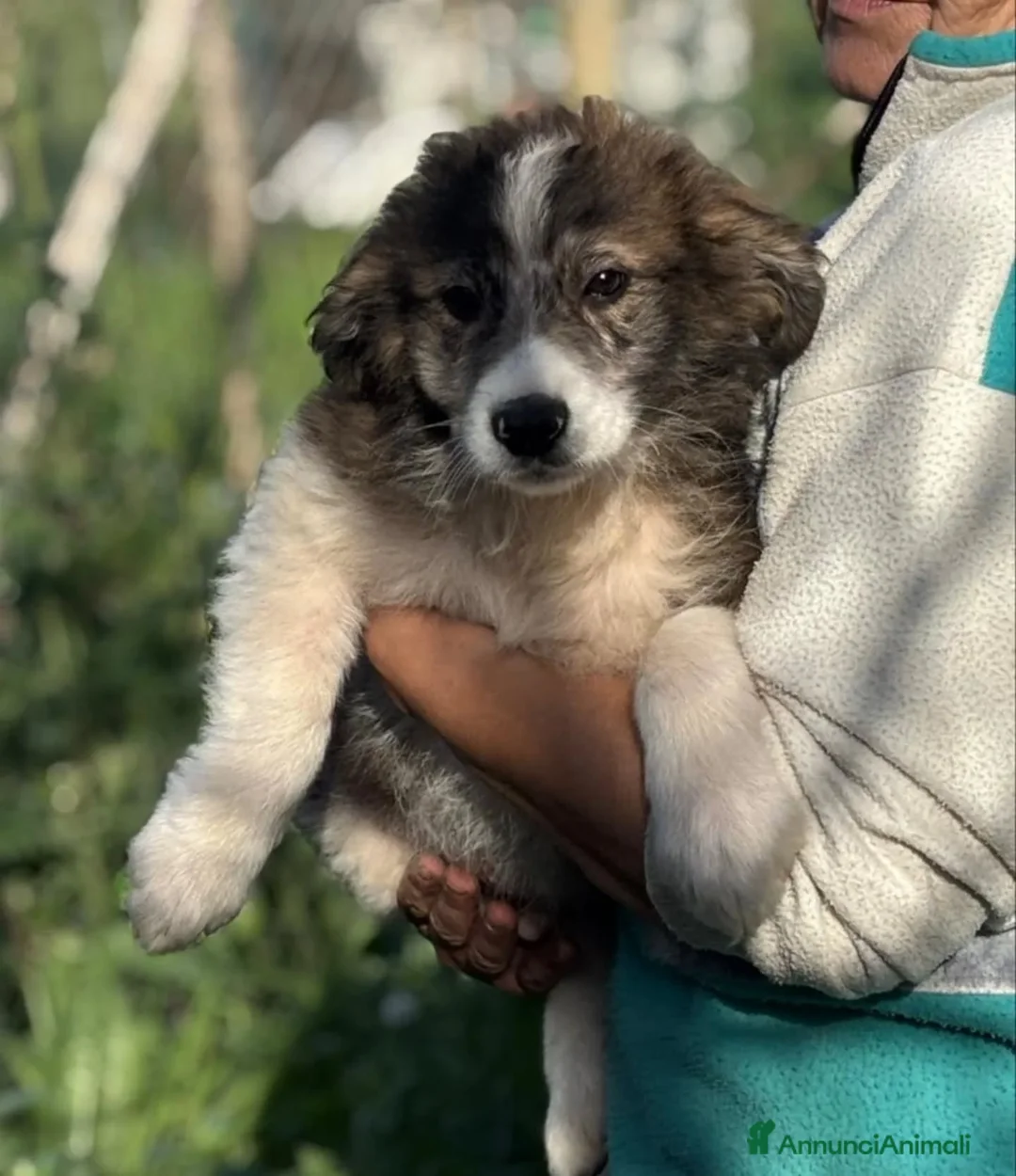 Meticcio cani in regalo: CESARE cucciolotto 2 mesi e mezzo in adozione - Annuncio 5