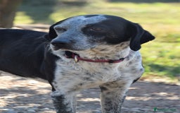 Segugio cani in regalo: VIRGINIA, una timida cagnolina  a Pomezia - Immagine 8