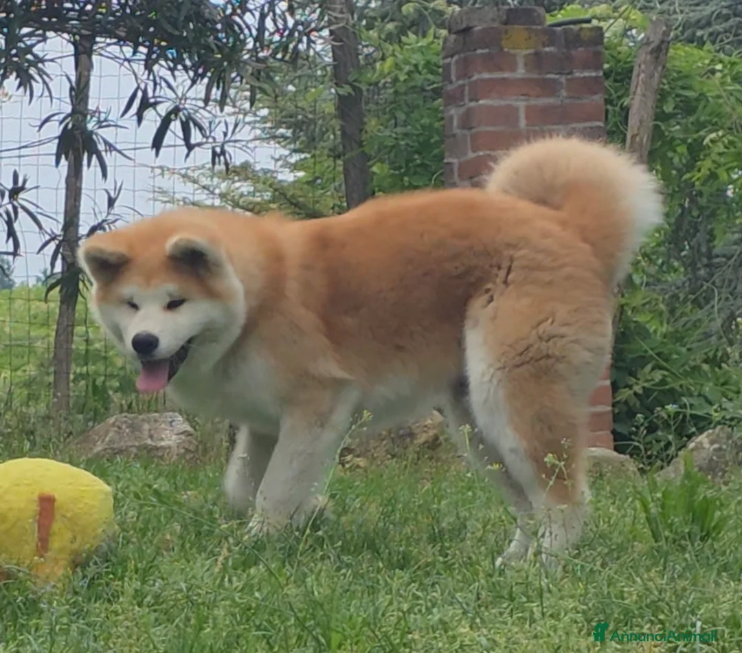 Akita Inu cani in vendita: Cucciolo Akita Inu Pedigree  - Annuncio 1