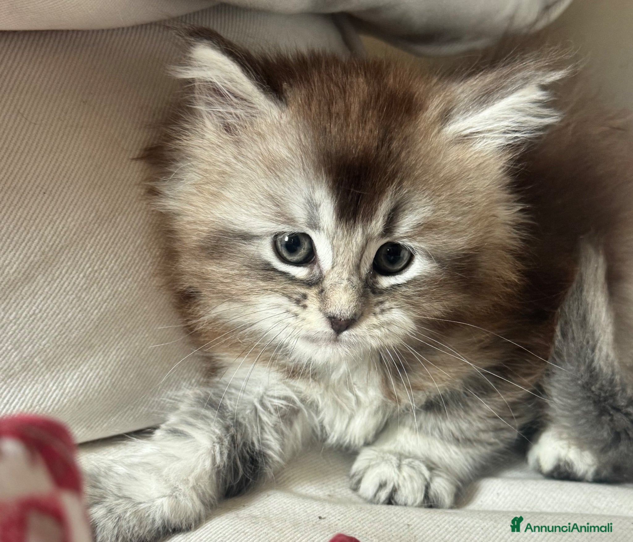 Maine Coon gatti BELLISSIMI CUCCIOLI MAINE COON - Annuncio 1