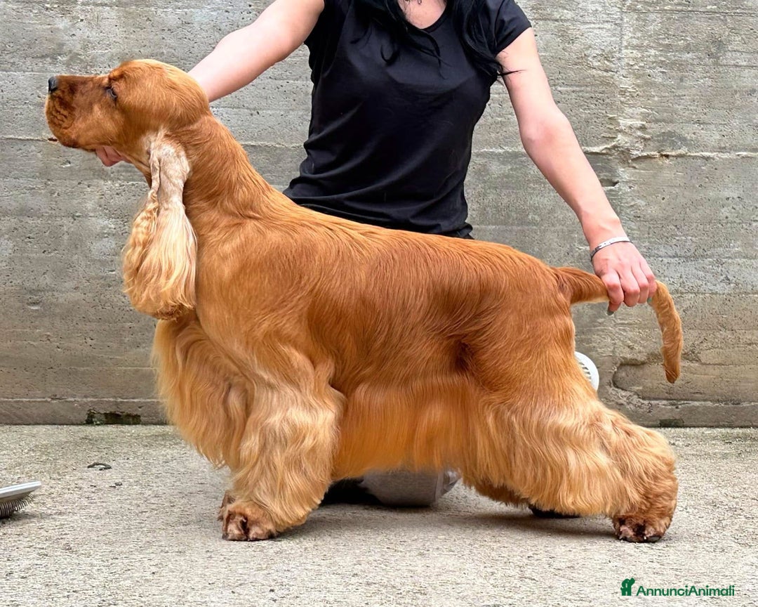 Cocker cani in vendita: cuccioli di cocker spaniel inglese con pedigree a Città metropolitana di Roma Capitale - Immagine 7