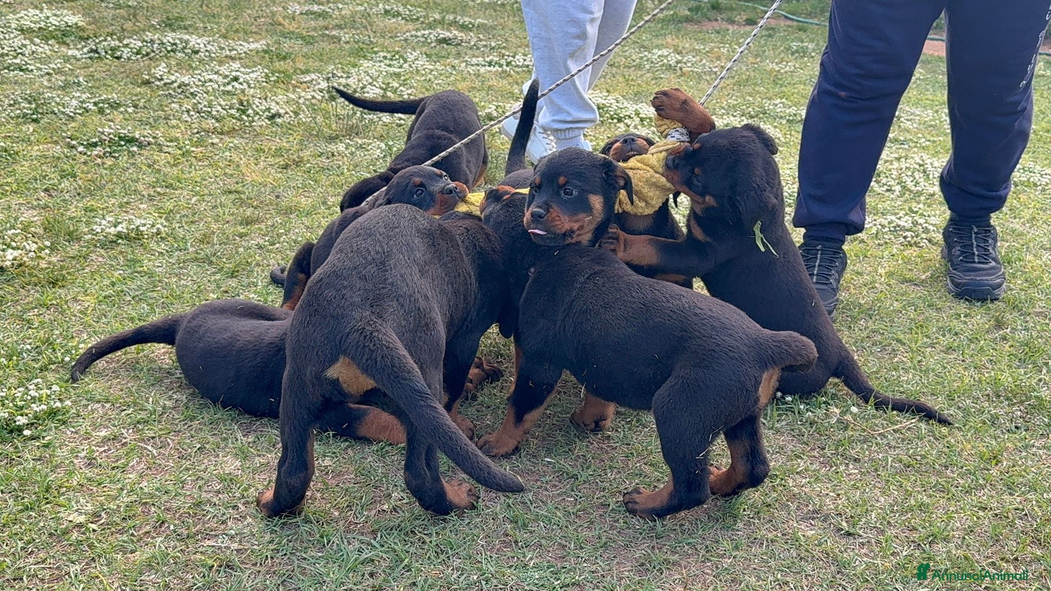 Rottweiler cani Cuccioli di rottweiler  - Annuncio 1