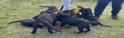 Rottweiler cani in vendita: Cuccioli di rottweiler  - Annuncio 1