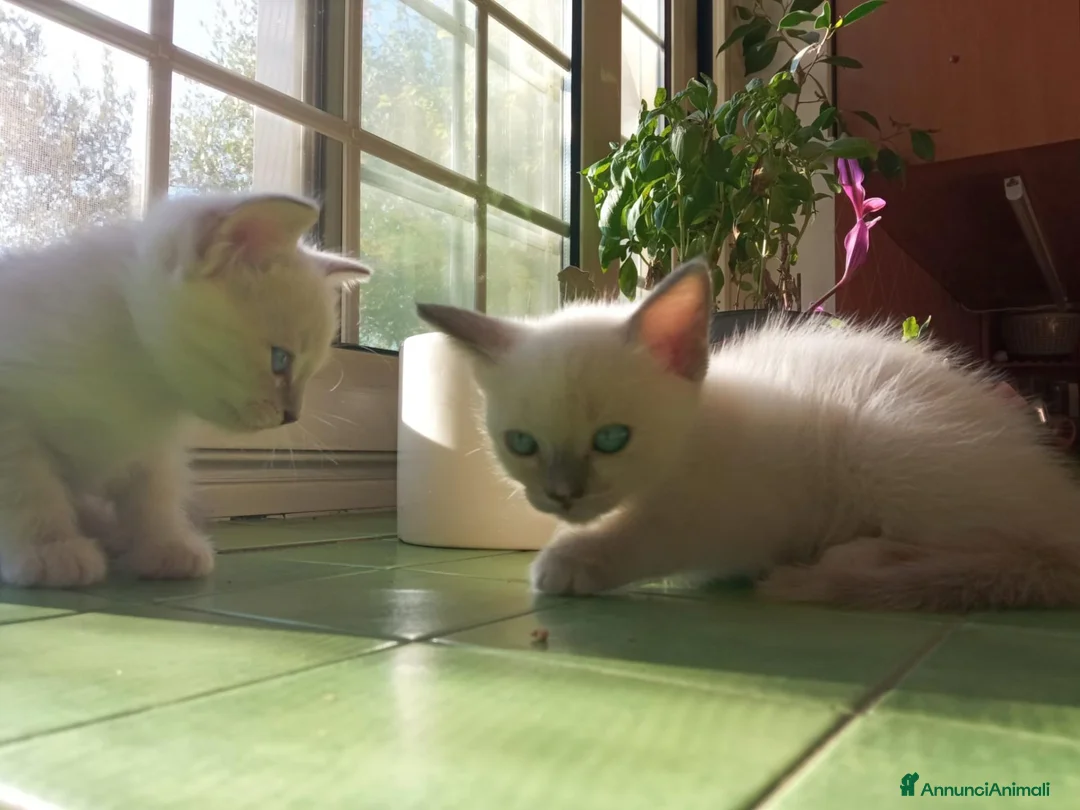 Ragdoll gatti in regalo: Regalo 2 gattine incrocio di Ragdoll - Annuncio 14
