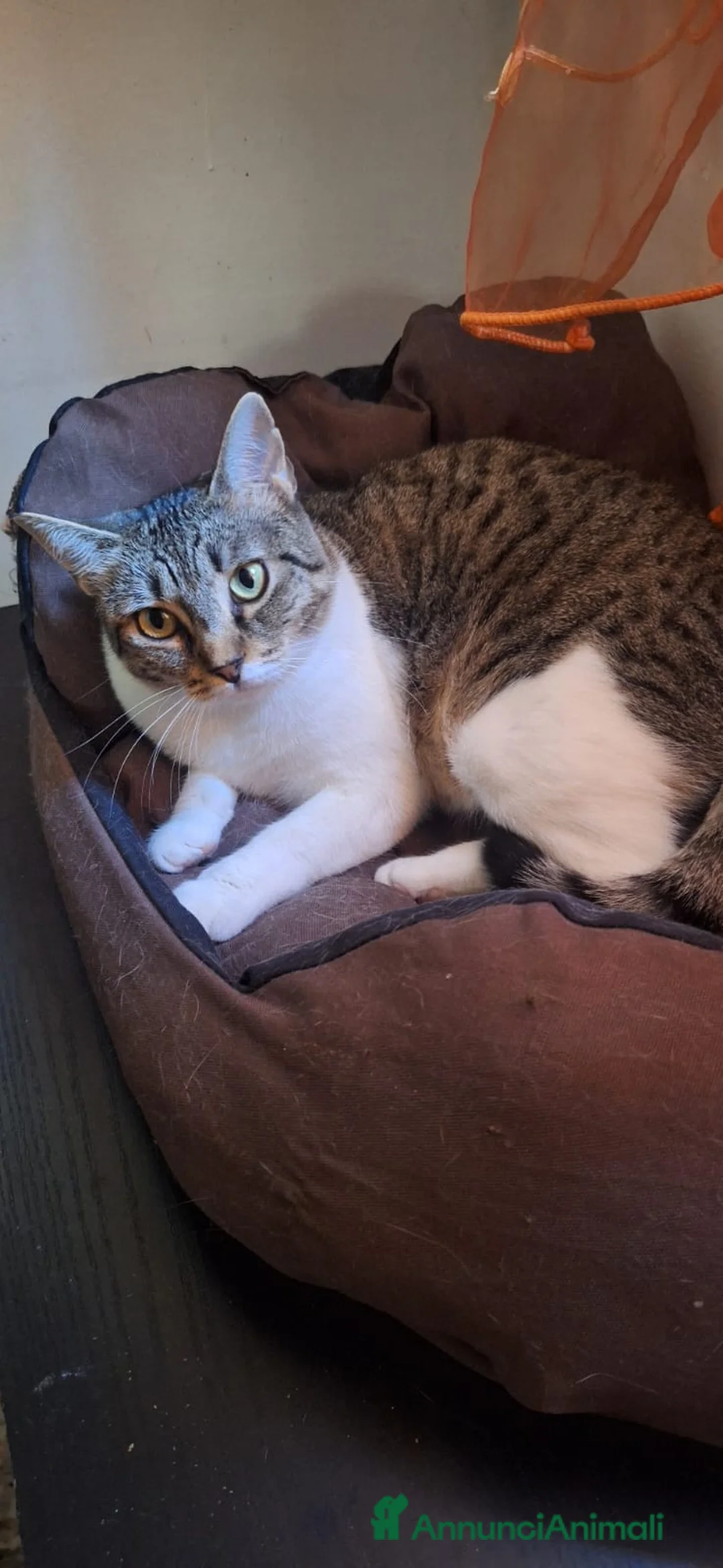 Europeo gatti in regalo: Adotta Luz, dona coccole a profusione - Annuncio 9