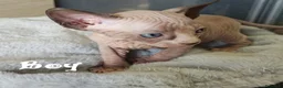Sphynx gatti in vendita: Cuccioli Sphynx - Annuncio 13