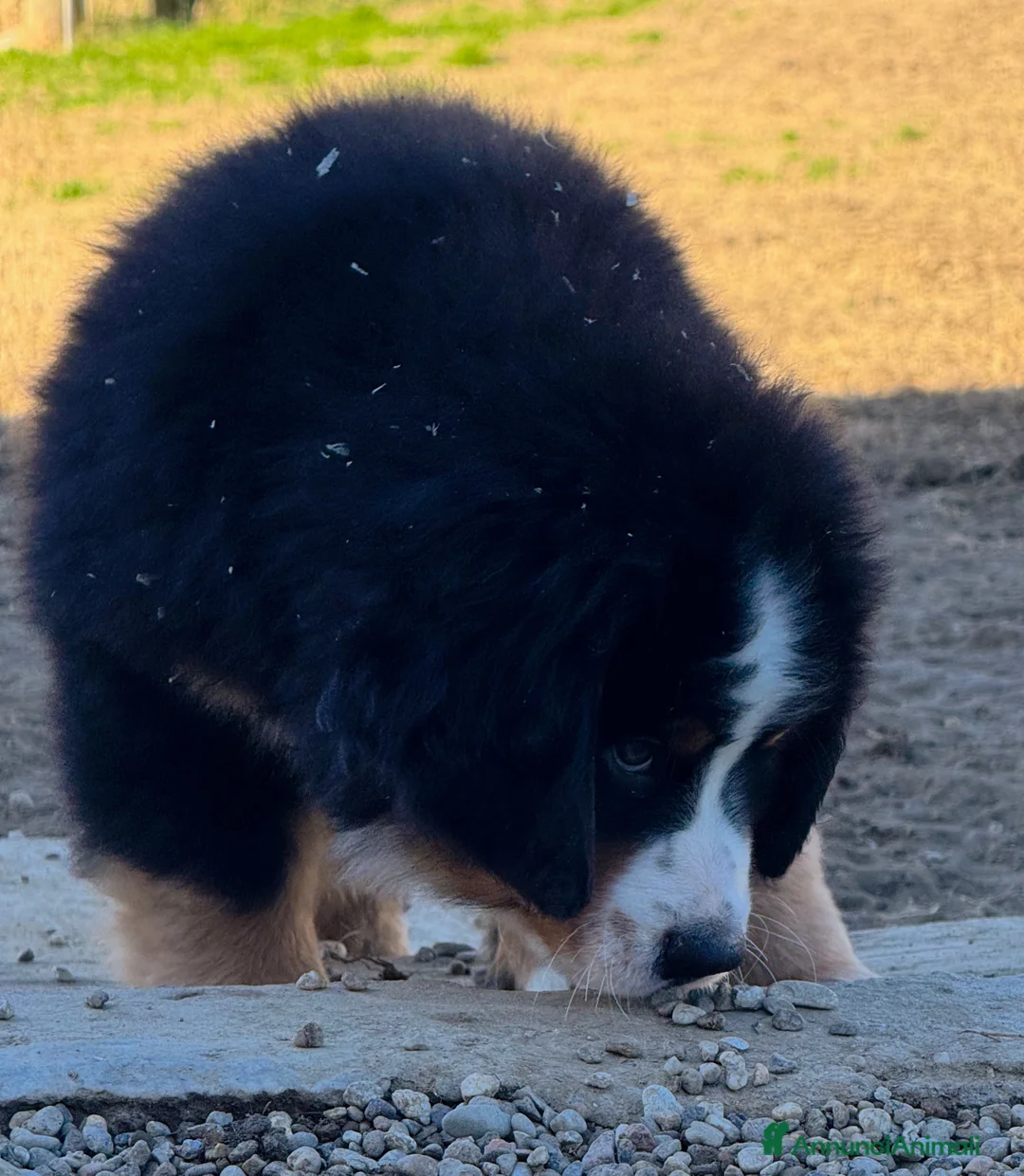 Bovaro del Bernese cani in vendita: Disponibili cuccioli con pedigree - Annuncio 4