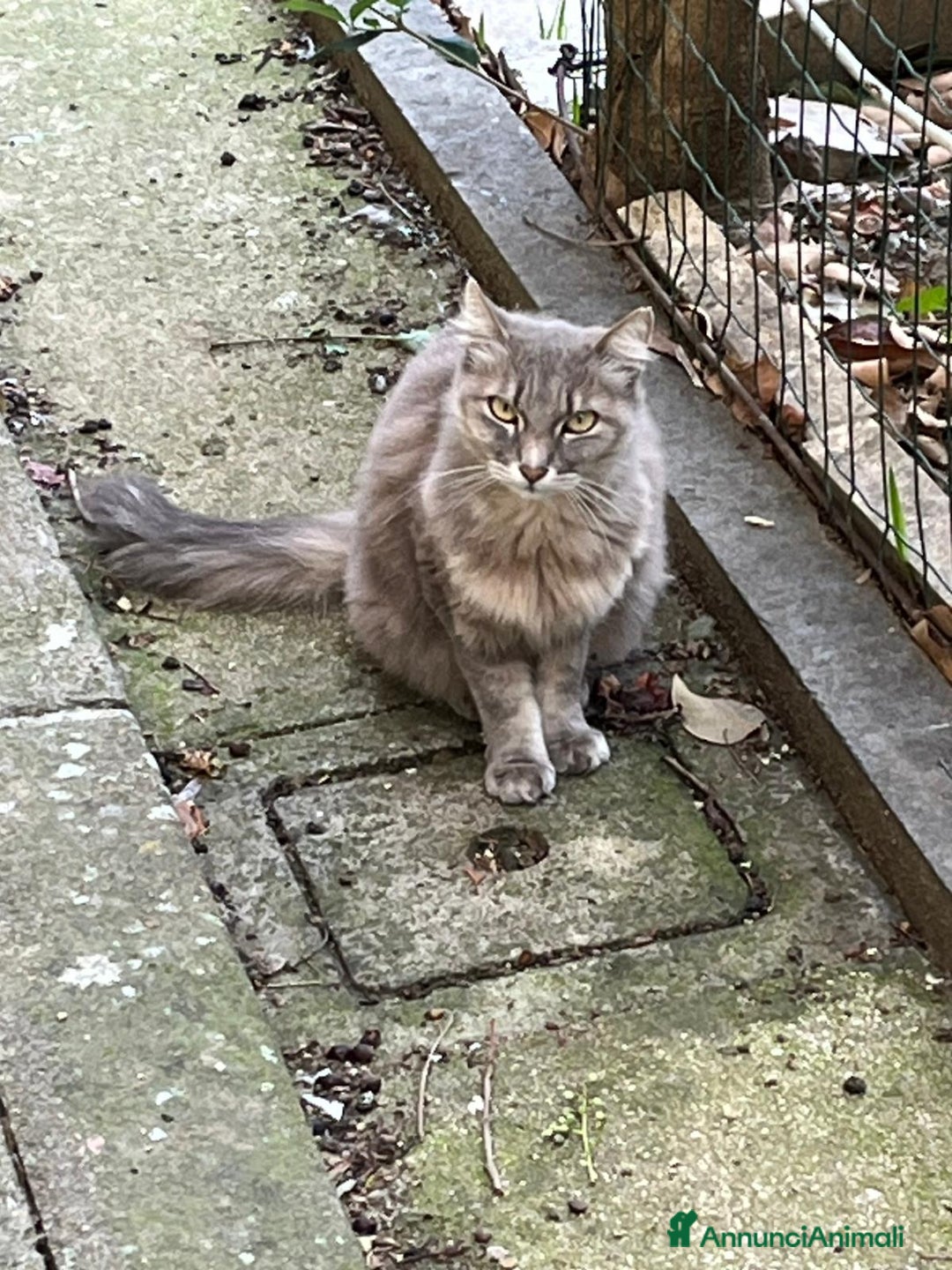 Norvegese gatti in regalo: Norvegesi delle Foreste in adozione - Annuncio 5