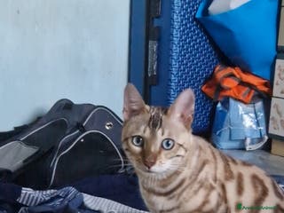 Bengala gatti Bengala maschio cerca gatta a Provincia di Lodi - Annuncio 1