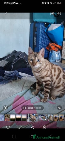 Bengala gatti Bengala maschio cerca gatta a Provincia di Lodi - Annuncio 1